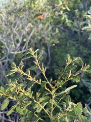 Chamaecrista glandulosa swartzii