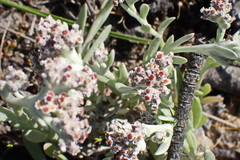 Vellereophyton
