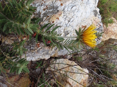 Berkheya barbata