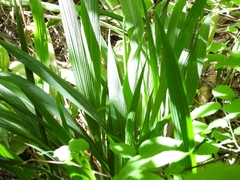 Setaria sulcata
