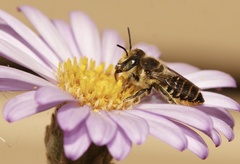 Megachile serricauda