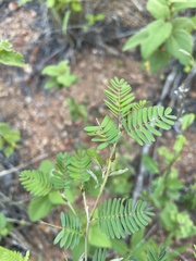 Chamaecrista glandulosa swartzii