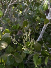 Iresine angustifolia