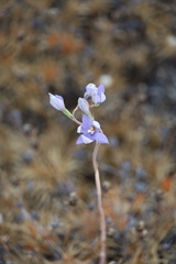Thelymitra petrophila