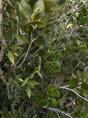 Iresine angustifolia