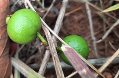 Psidium firmum