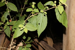 Callicarpa pedunculata