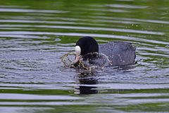 Fulica atra