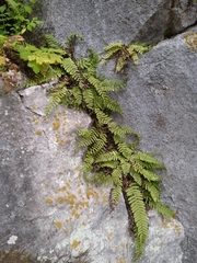 Polystichum craspedosorum