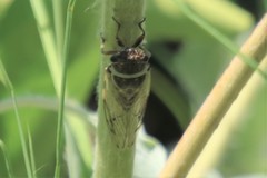 Diceroprocta marevagans