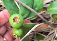 Psidium firmum