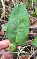 Psidium firmum