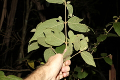 Callicarpa pedunculata