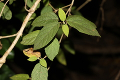 Callicarpa pedunculata