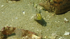Nesogobius