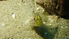 Nesogobius pulchellus