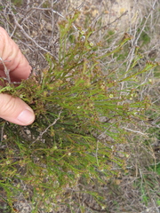 Thesium pseudovirgatum