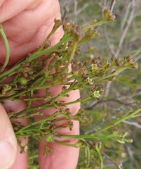 Thesium pseudovirgatum