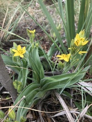 Hypoxis hemerocallidea