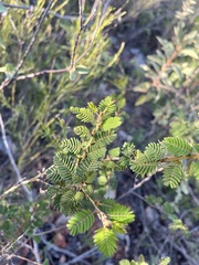 Chamaecrista glandulosa swartzii