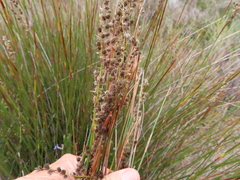 Hypodiscus argenteus