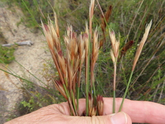 Hypodiscus argenteus