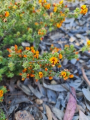 Pultenaea procumbens