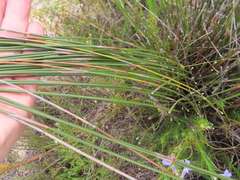 Hypodiscus argenteus