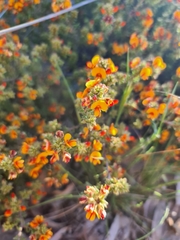 Pultenaea procumbens