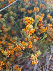 Pultenaea procumbens