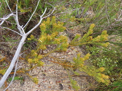 Thesium capitatum