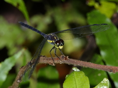 Agrionoptera longitudinalis biserialis