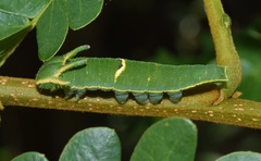 Charaxes ethalion ethalion