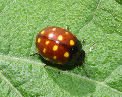 Chrysolina vigintimaculata