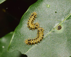 Pseudobunaea tyrrhena