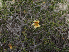 Roepera divaricata