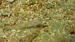 Nesogobius