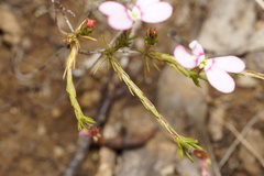 Stylidium diplectroglossum