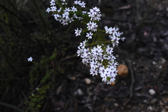 Olearia minor