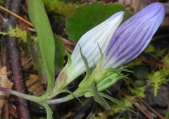 Gentiana decora