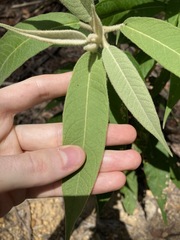 Astrotricha floccosa