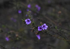 Prostanthera decussata