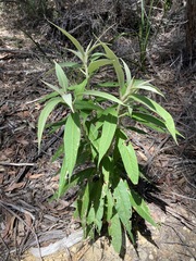 Astrotricha floccosa