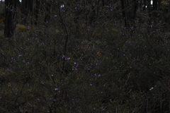 Prostanthera decussata