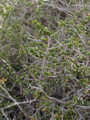 Roepera divaricata