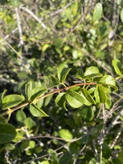 Amphilophium lactiflorum