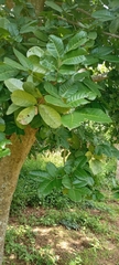 Blighia sapida