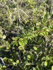 Amphilophium lactiflorum