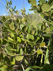 Eugenia sessiliflora
