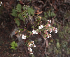 Leucopogon collinus